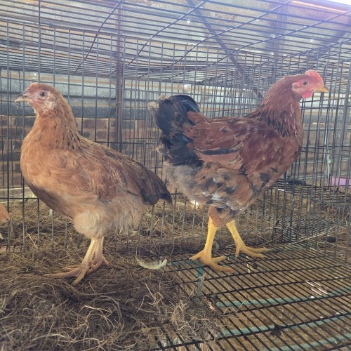 3 X FARM CHICKEN ROOSTER & HEN P. RADEBE (Per animal to take the lot)