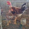 2 X KAALNEK CROSS ROOSTER & HEN P. RADEBE (Per animal to take the lot)