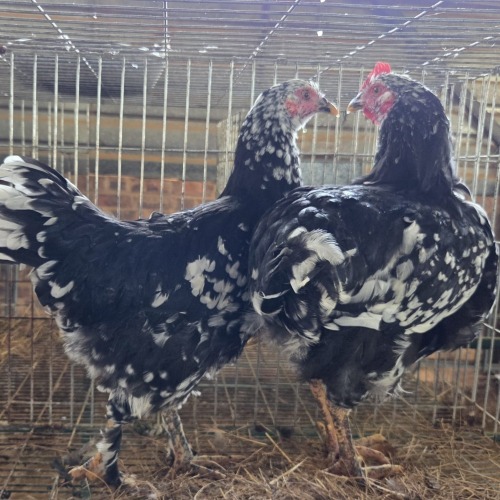 2 X FARM CHICKEN ROOSTER & HEN P. RADEBE (Per animal to take the lot)