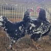 2 X FARM CHICKEN ROOSTER & HEN P. RADEBE (Per animal to take the lot)