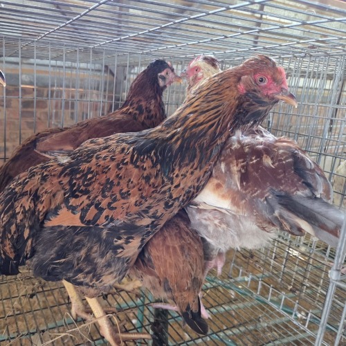 5 X HERERO CROSS ROOSTER & HEN P. RADEBE (Per animal to take the lot)
