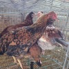5 X HERERO CROSS ROOSTER & HEN P. RADEBE (Per animal to take the lot)