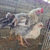 4 X HERERO CROSS ROOSTER & HEN P. RADEBE (Per animal to take the lot)