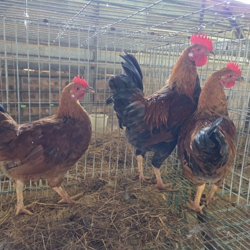 3 X FARM CHICKEN ROOSTER & HEN P. RADEBE (Per animal to take the lot)