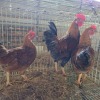 3 X FARM CHICKEN ROOSTER & HEN P. RADEBE (Per animal to take the lot)