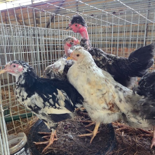 7 X FARM CHICKEN ROOSTER & HEN P. RADEBE (Per animal to take the lot)
