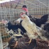 7 X FARM CHICKEN ROOSTER & HEN P. RADEBE (Per animal to take the lot)