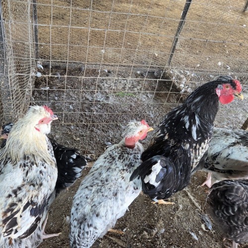 6 X FARM CHICKEN ROOSTER P. RADEBE (Per animal to take the lot)