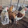 6 X FARM CHICKEN ROOSTER P. RADEBE (Per animal to take the lot)
