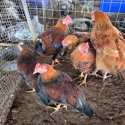 10 X FARM CHICKEN ROOSTER P. RADEBE (Per animal to take the lot)