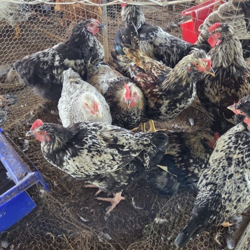 10 X FARM CHICKEN ROOSTER P. RADEBE (Per animal to take the lot)
