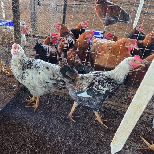 3 X FARM CHICKEN ROOSTER P. RADEBE (Per animal to take the lot)
