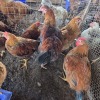 10 X FARM CHICKEN ROOSTER & HEN P. RADEBE (Per animal to take the lot)