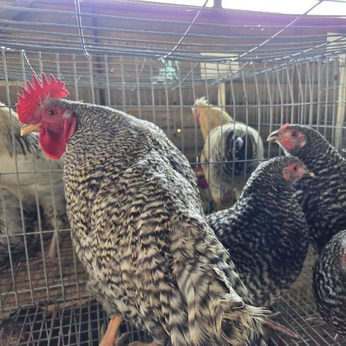 4 X POTCH KOEKOEK ROOSTER & HEN FYNDRAAI HOENDERS (Per animal to take the lot)
