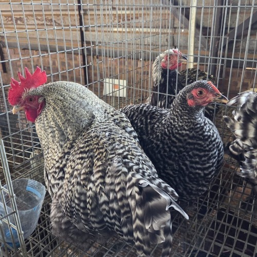 4 X POTCH KOEKOEK ROOSTER & HEN FYNDRAAI HOENDERS (Per animal to take the lot)
