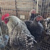 4 X POTCH KOEKOEK ROOSTER & HEN FYNDRAAI HOENDERS (Per animal to take the lot)