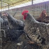 4 X POTCH KOEKOEK ROOSTER & HEN FYNDRAAI HOENDERS (Per animal to take the lot)