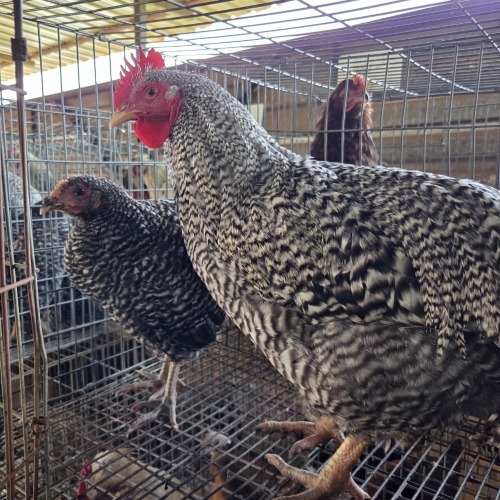 4 X POTCH KOEKOEK ROOSTER & HEN FYNDRAAI HOENDERS (Per animal to take the lot)