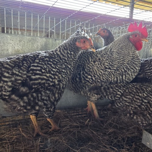 4 X POTCH KOEKOEK ROOSTER & HEN FYNDRAAI HOENDERS (Per animal to take the lot)