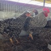 4 X POTCH KOEKOEK ROOSTER & HEN FYNDRAAI HOENDERS (Per animal to take the lot)