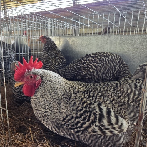 4 X POTCH KOEKOEK ROOSTER & HEN FYNDRAAI HOENDERS (Per animal to take the lot)