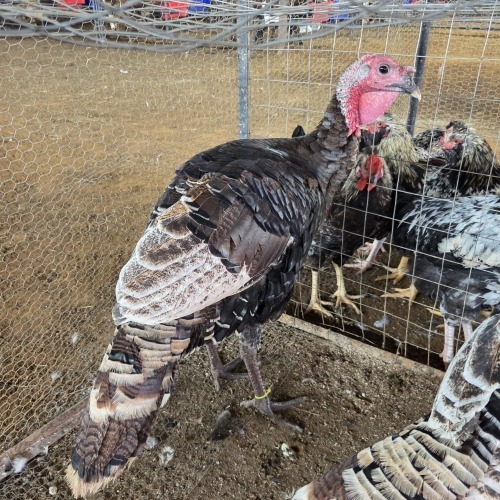 2 X KALKOEN ROOSTER S. VAN HYSSTEEN (Per animal to take the lot)