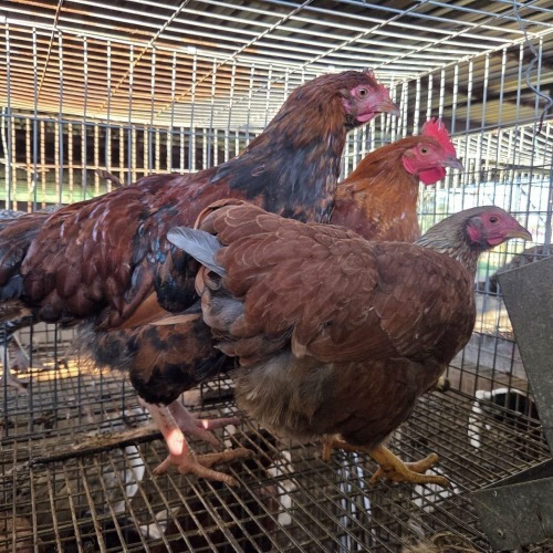 3 X FARM CHICKEN ROOSTER S. VAN HYSSTEEN (Per animal to take the lot)