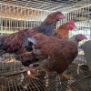 3 X FARM CHICKEN ROOSTER S. VAN HYSSTEEN (Per animal to take the lot)