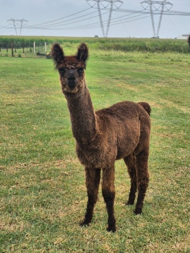 1 X ALPAKA MALE VERBLYDEN LANDGOED