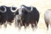 1 x Bul/Bull - 2