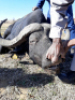 1 x Bul/Bull - 6