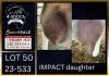 1+1 X BOER GOAT FLOCK ON TEAT DOE Karsten Boerbokke PTY LTD - 2