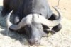 1 x Bul/Bull - 4