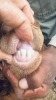 1 X BOER GOAT STUD BUCK CNC Boerdery - 3