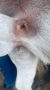 1 X BOER GOAT STUD BUCK CNC Boerdery - 4