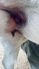 1 X BOER GOAT STUD BUCK CNC Boerdery - 3