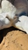 1 X BOER GOAT STUD DOE CNC Boerdery - 2