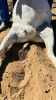 1 X BOER GOAT STUD DOE CNC Boerdery - 2