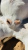 WITHDRAWN - 1 X BOER GOAT DOE CNC Boerdery - 2