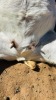 1 X BOER GOAT FLOCK DOE CNC Boerdery - 2