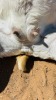 1 X BOER GOAT FLOCK DOE CNC Boerdery - 2
