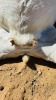 WITHDRAWN - 1 X BOER GOAT DOE CNC Boerdery - 2