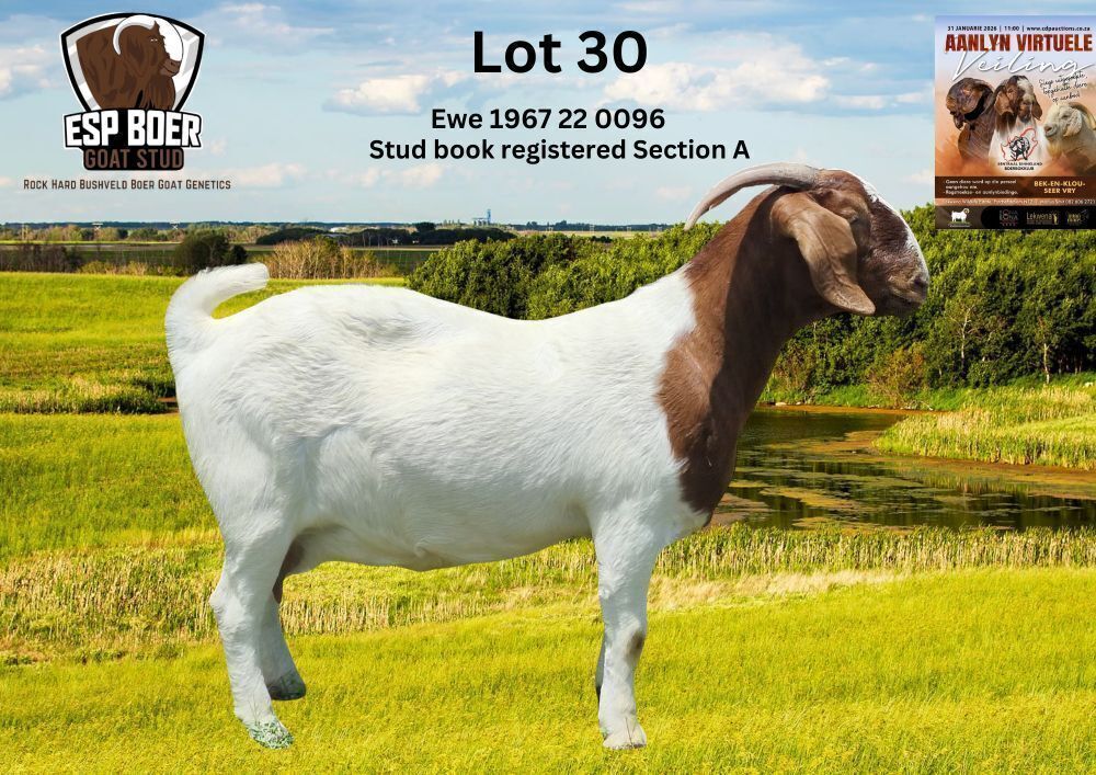 1 X BOER GOAT FLOCK ON BUILD AND REGISTRATION PREGNANT DOE ESP Boer ...