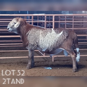 LOT 52 1X MEATMASTER RAM DRIEKOP MEATMASTERS