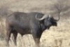 1 x Bul/Bull - 3