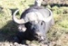 1 x Bul/Bull - 4