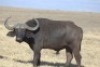 1 x Bul/Bull - 2