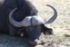 1 x Bul/Bull - 3