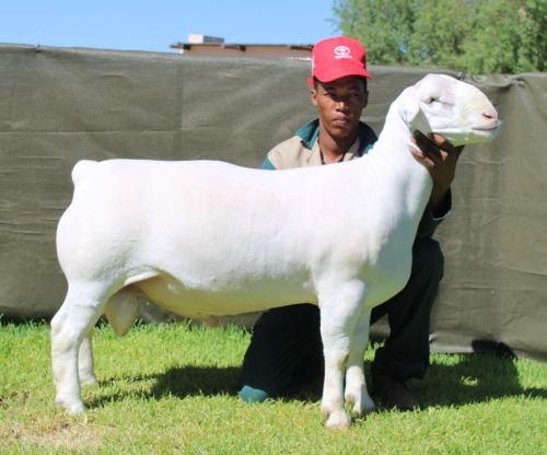 1 X WHITE DORPER T5 RAM ATKA STOET