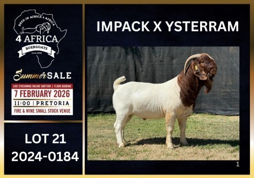 1 X BOER GOAT STUD BUCK Karsten Boerbokke PTY LTD